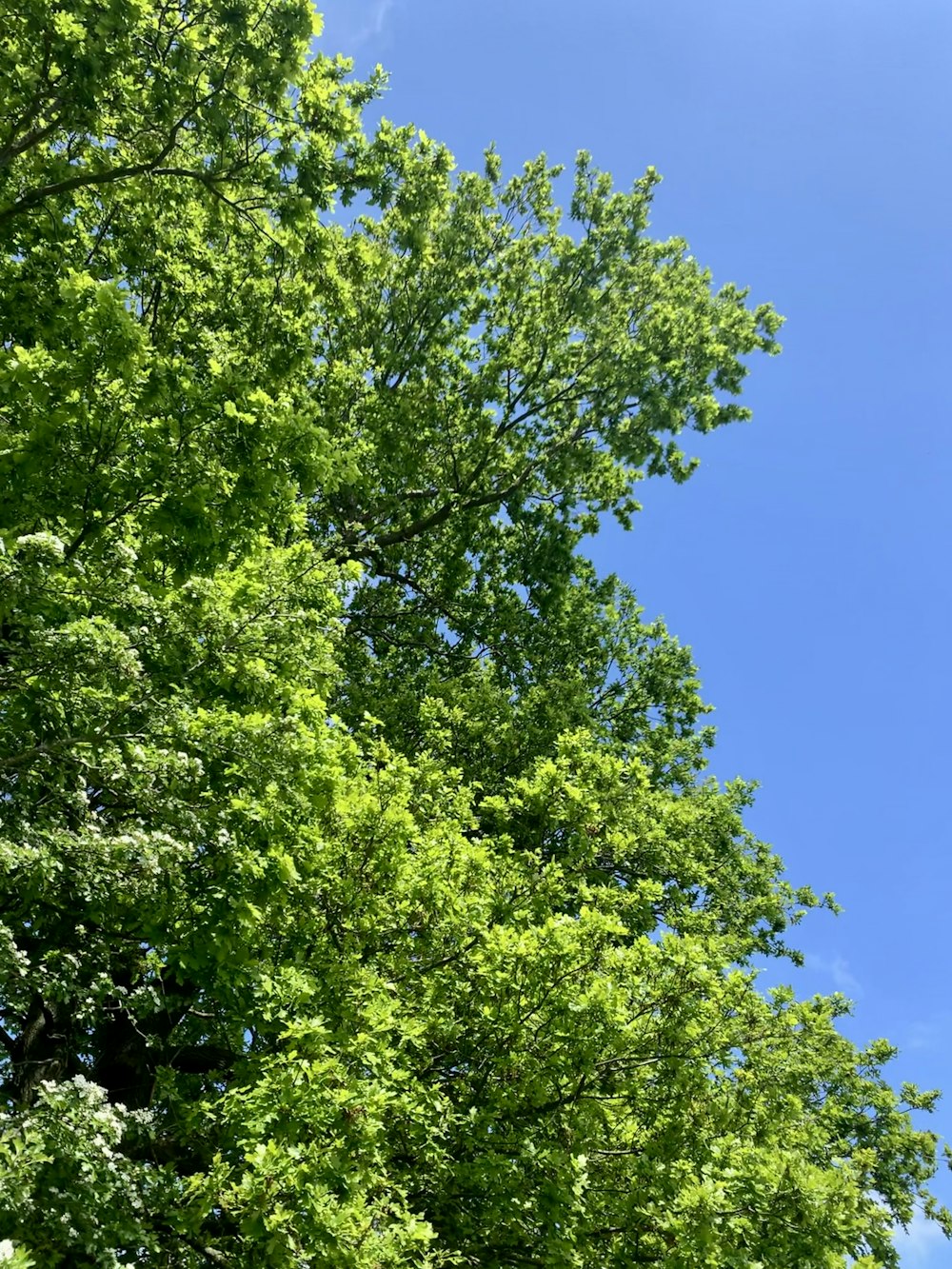 green tree under blue sky during daytime