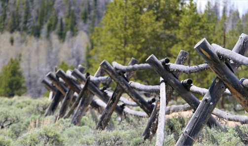 A wooden fence made of overlapping logs stretches diagonally across a grassy field, leading toward a backdrop of tall trees. The fence is rustic and weathered, blending harmoniously with the natural surroundings.