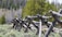 A wooden fence made of overlapping logs stretches diagonally across a grassy field, leading toward a backdrop of tall trees. The fence is rustic and weathered, blending harmoniously with the natural surroundings.