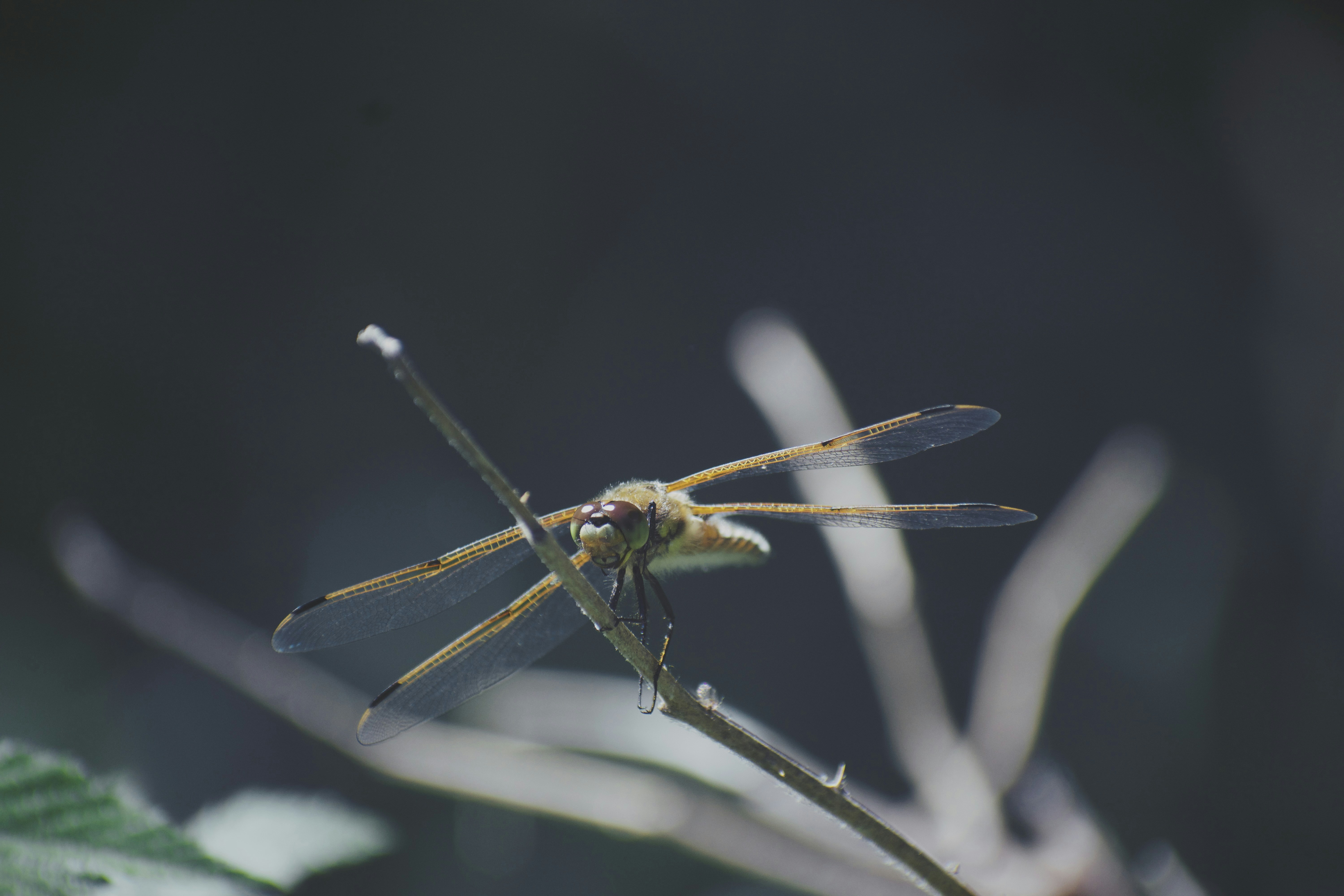 Photo by grantscobby