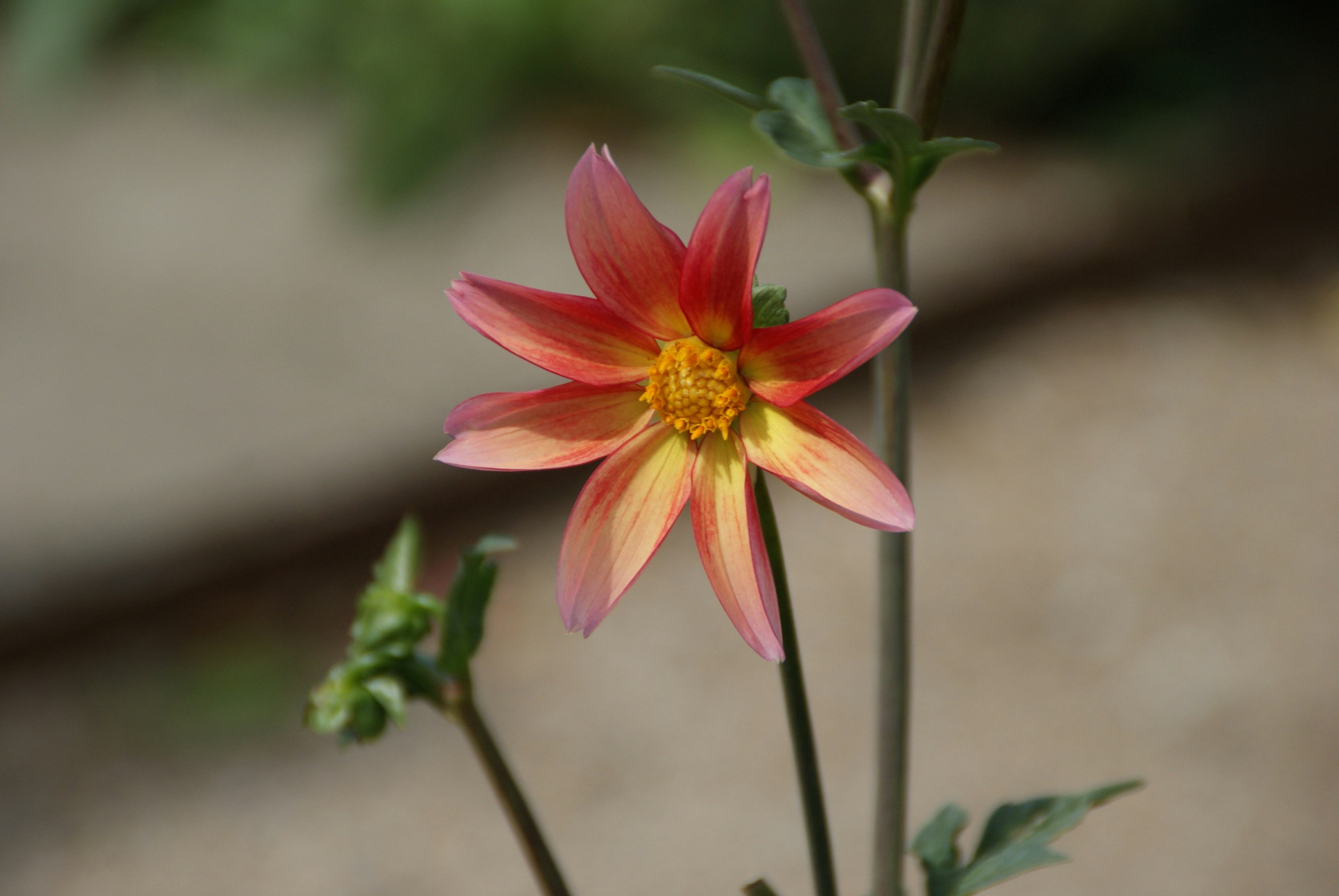 Photo by dannykroontje