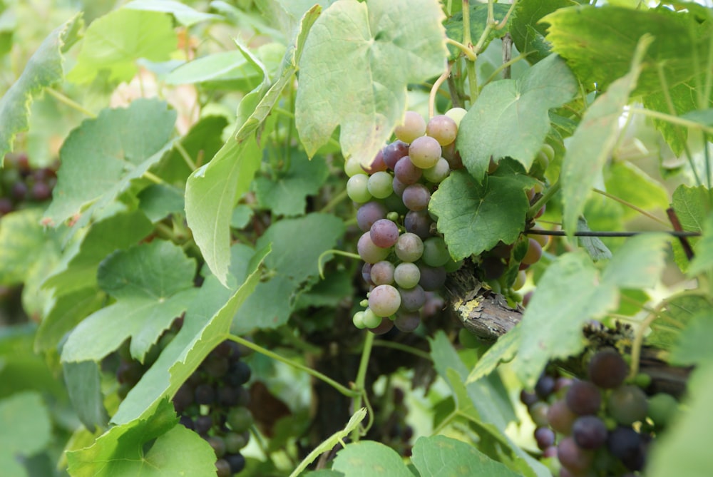 green and purple grapes during daytime