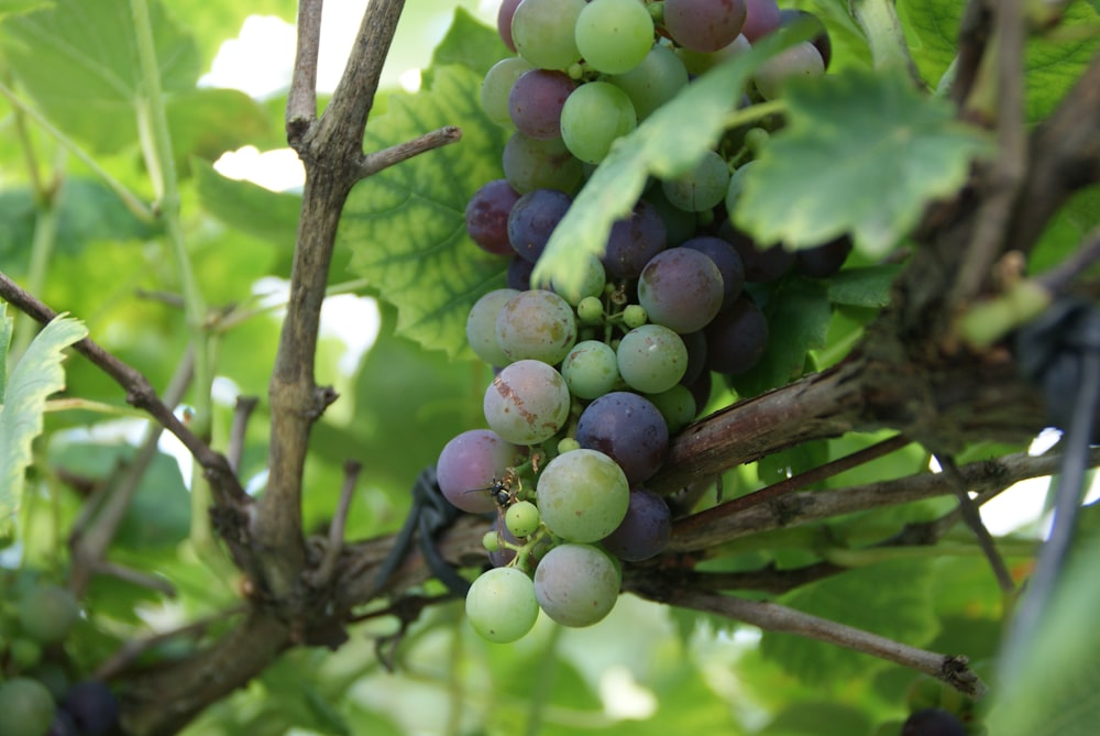 green and purple grapes on tree