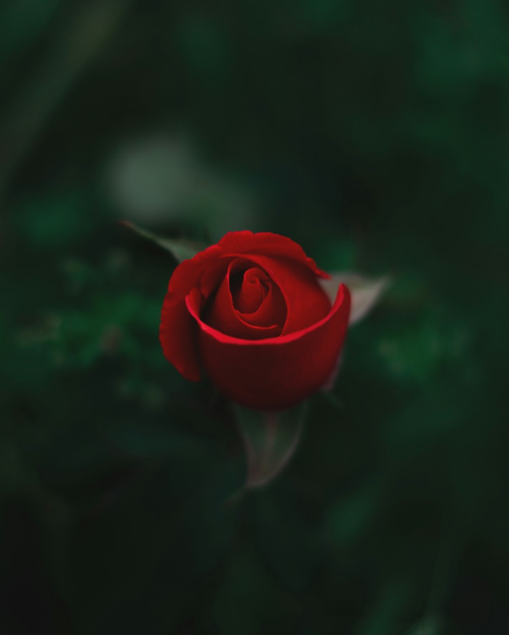 red rose in bloom during daytime