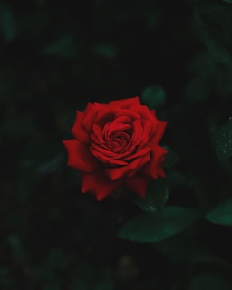 red rose in bloom in close up photography