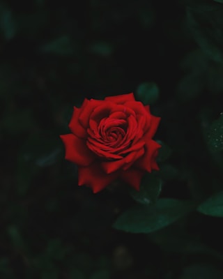 red rose in bloom in close up photography