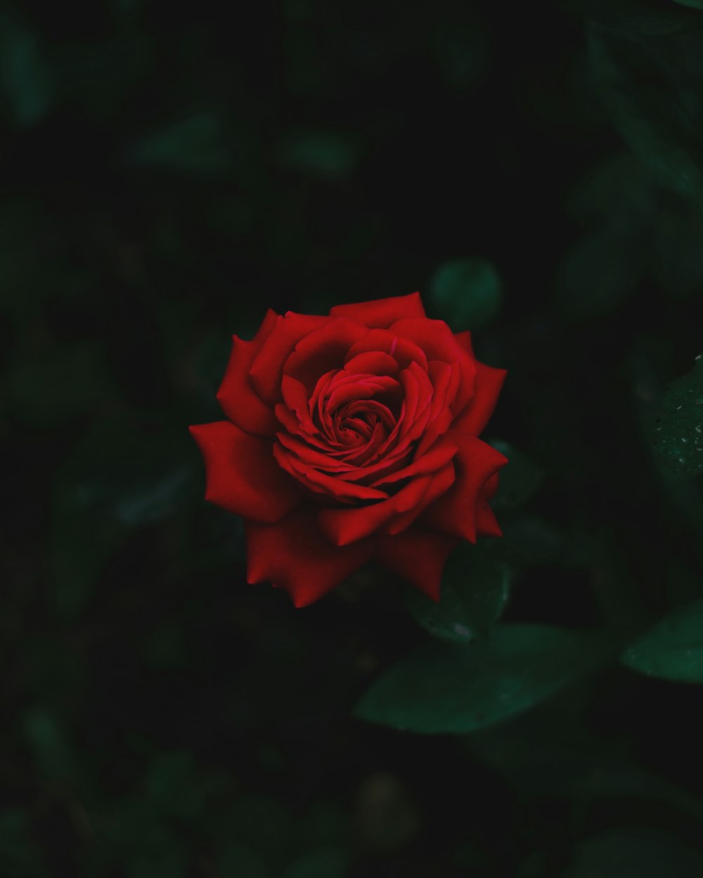 클로즈업 사진에서 만개한 빨간 장미