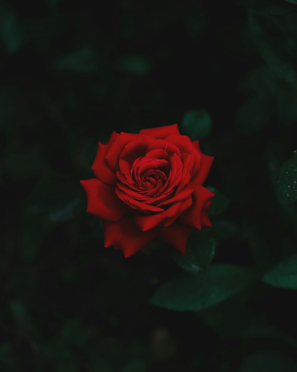 red rose in bloom in close up photography