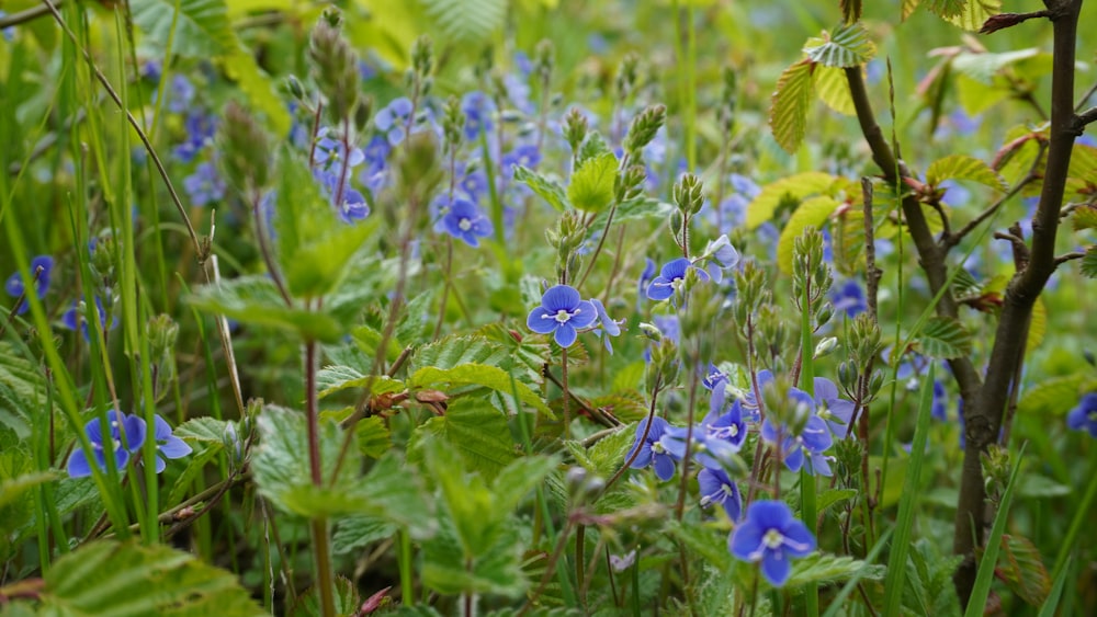 purple flowers with green leaves