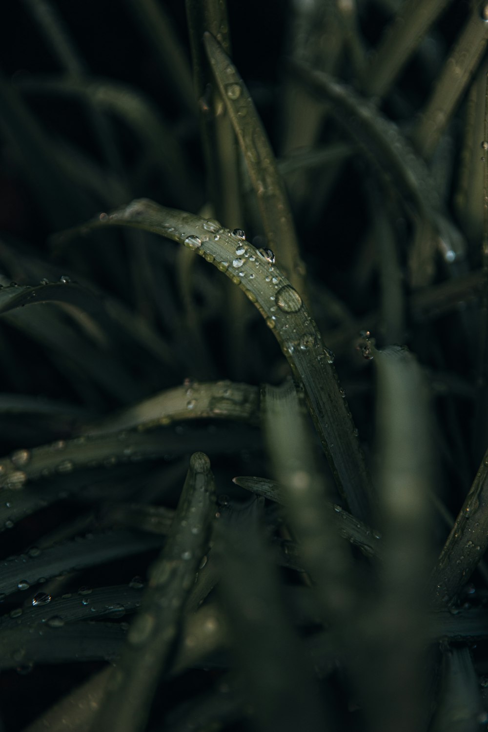 water droplets on green plant stem