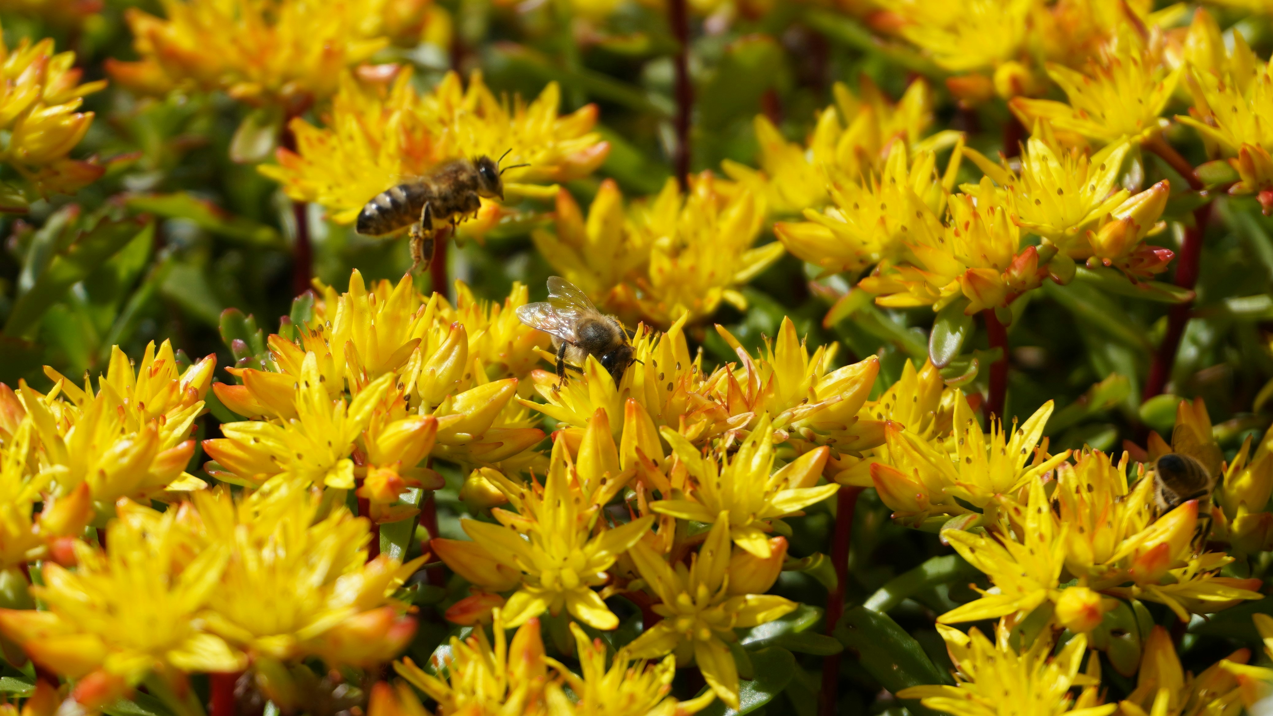 black and yellow bee on yellow flower