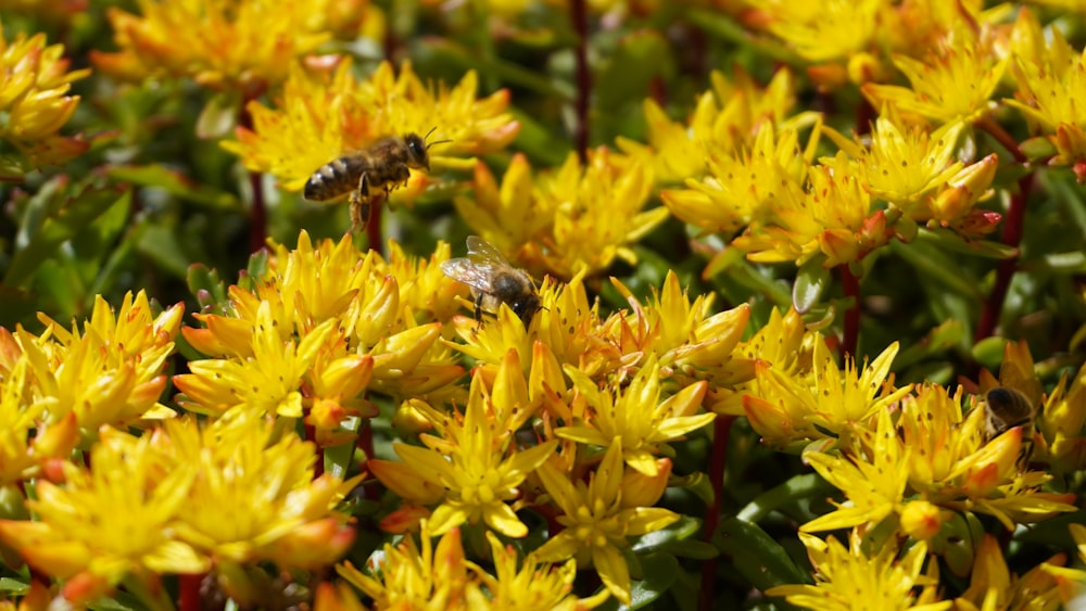 black and yellow bee on yellow flower