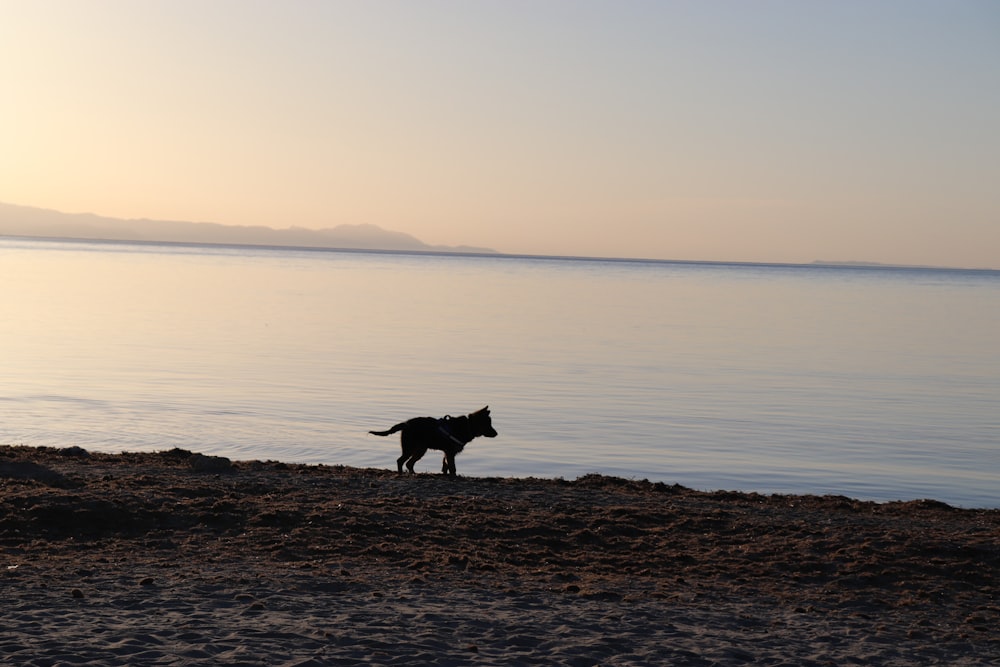 black short coat dog standing on brown sand near body of water during daytime