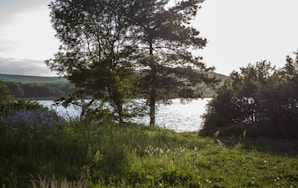 green grass field near lake during daytime