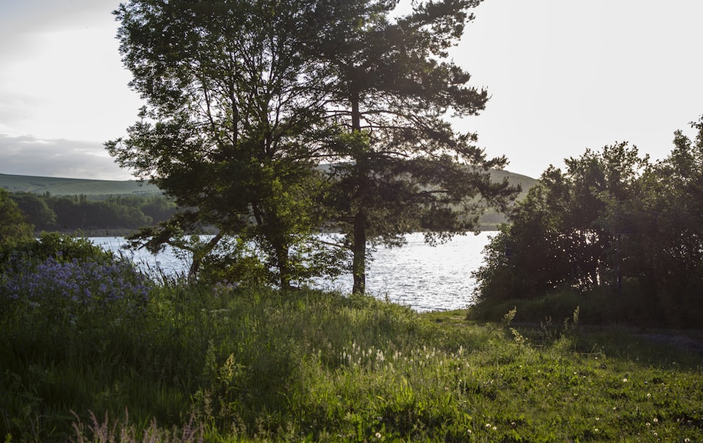 낮 호수 근처의 푸른 잔디밭