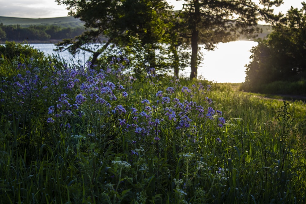 昼間の緑の木々の近くの紫色の花畑