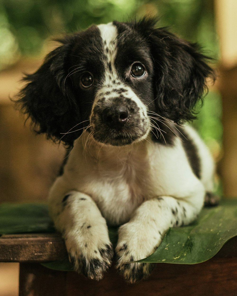 緑の葉に黒と白の短いコートの犬