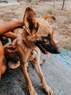 A brown dog with large ears sits calmly on a gray tiled surface. The dog is being gently held by a person whose hand is visible, resting on the dog's back. The background shows a grassy area with a metal fence.