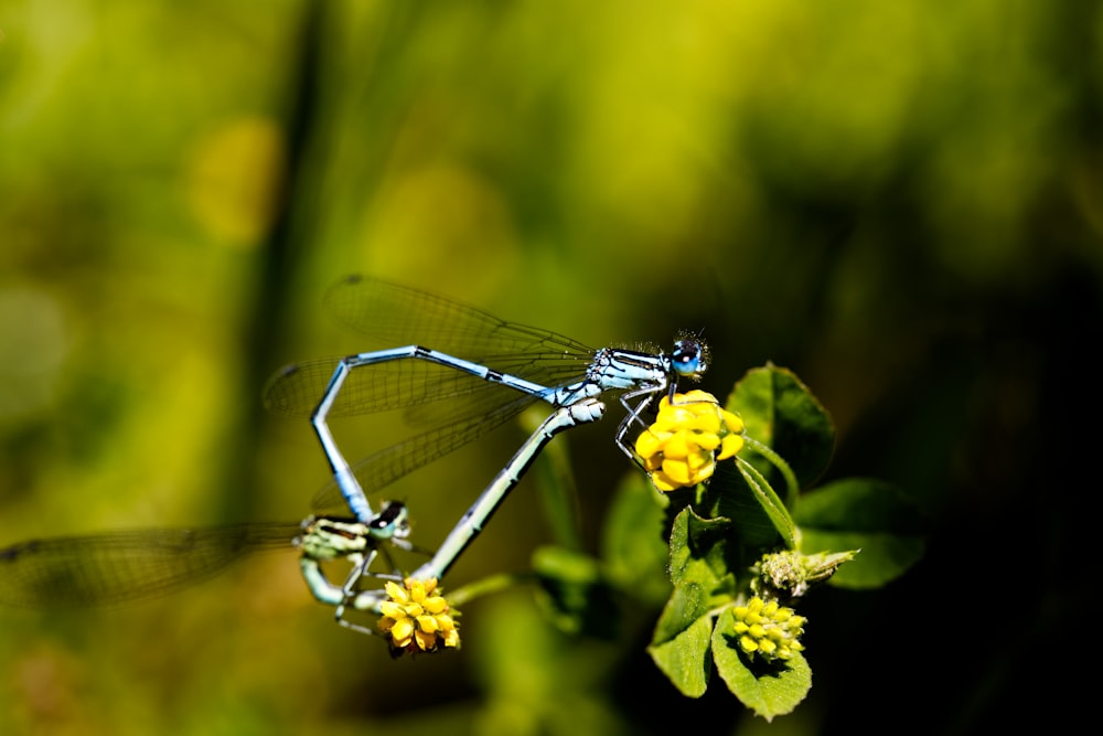 blue damselfly perched on yellow flower in close up photography during daytime