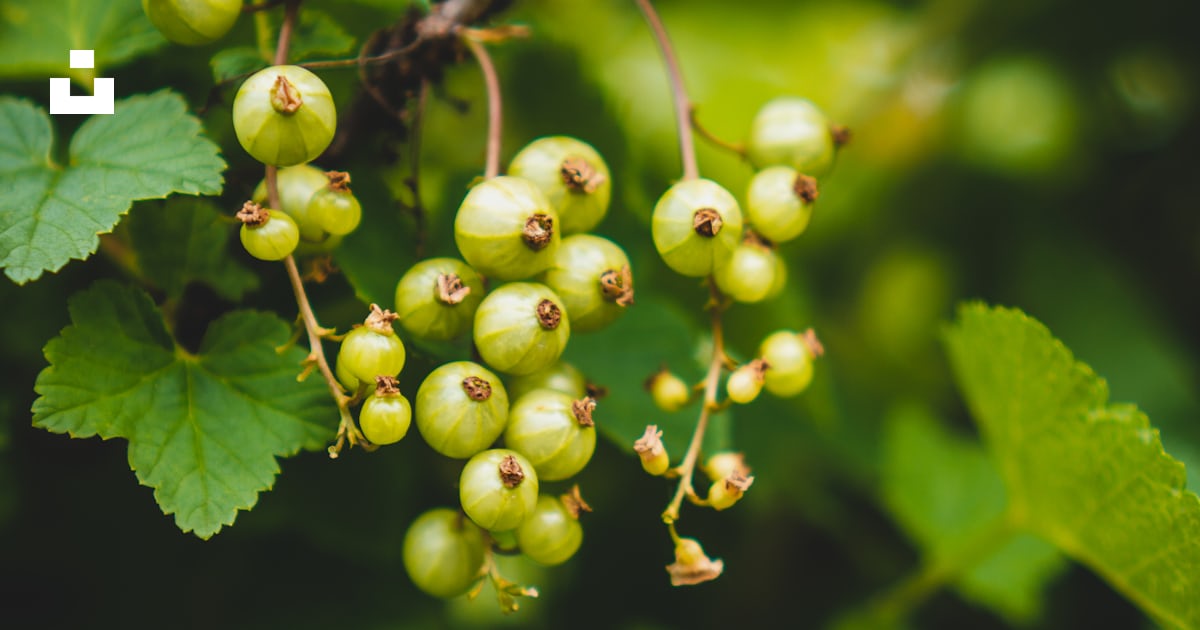 Fruit rond vert en photographie rapprochée photo – Photo Plante ...
