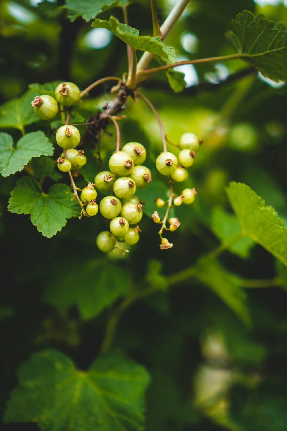 Fruta redonda verde en fotografía de primer plano