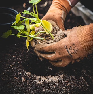 person holding green plant on black pot