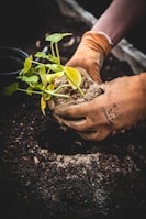 Two gloved hands are holding a small plant with green leaves and planting it into dark, rich soil. The plant is surrounded by a mixture of earth and sand, and there is a small pot in the background.