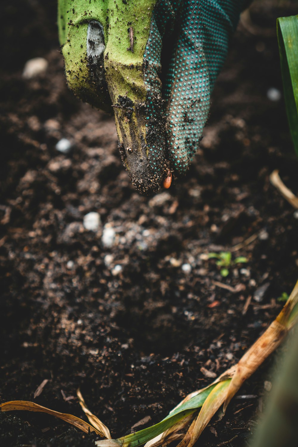 green and black reptile on ground