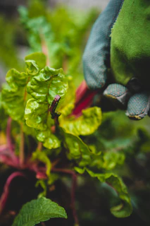 A gardener’s hands gently holding freshly picked chard leaves amid a thriving garden.
