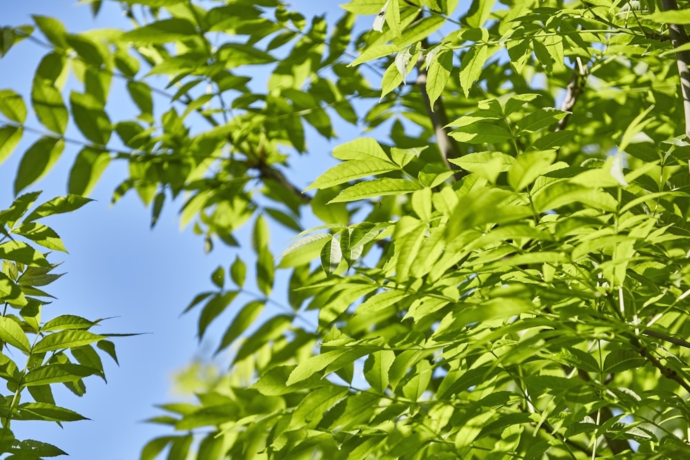 green leaves under blue sky during daytime