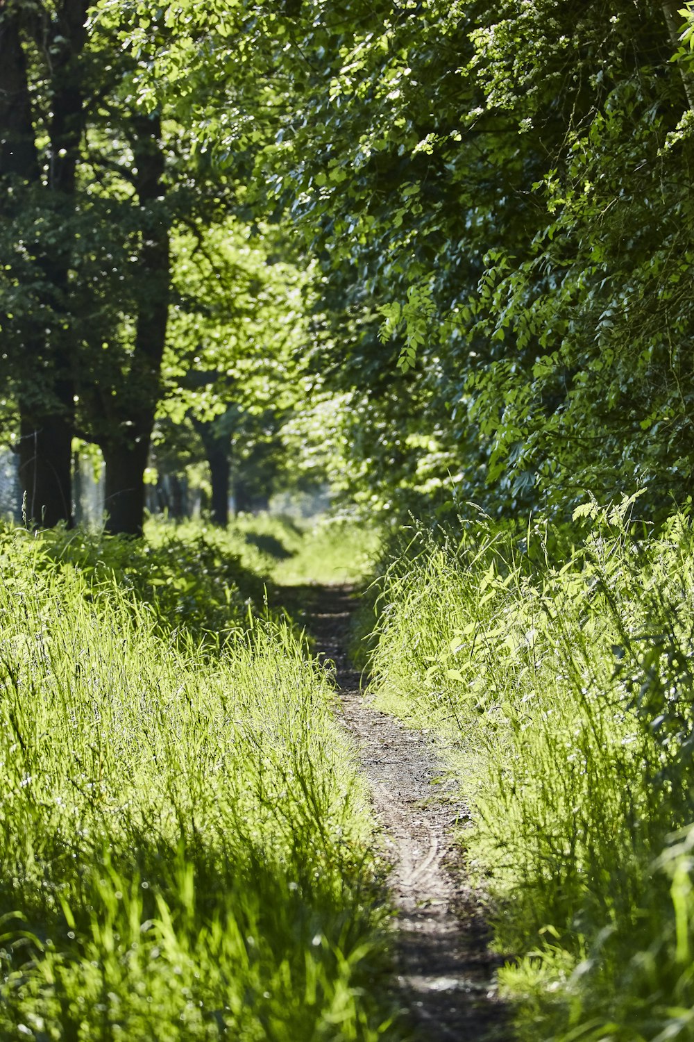 green grass and green trees