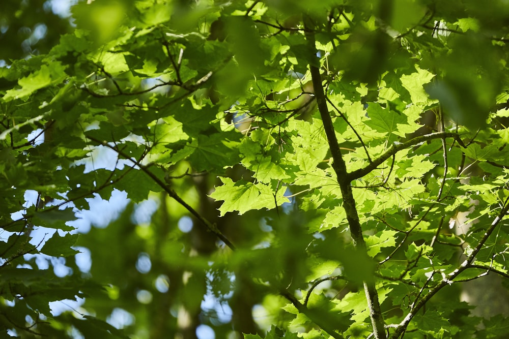 green leaves on tree branch