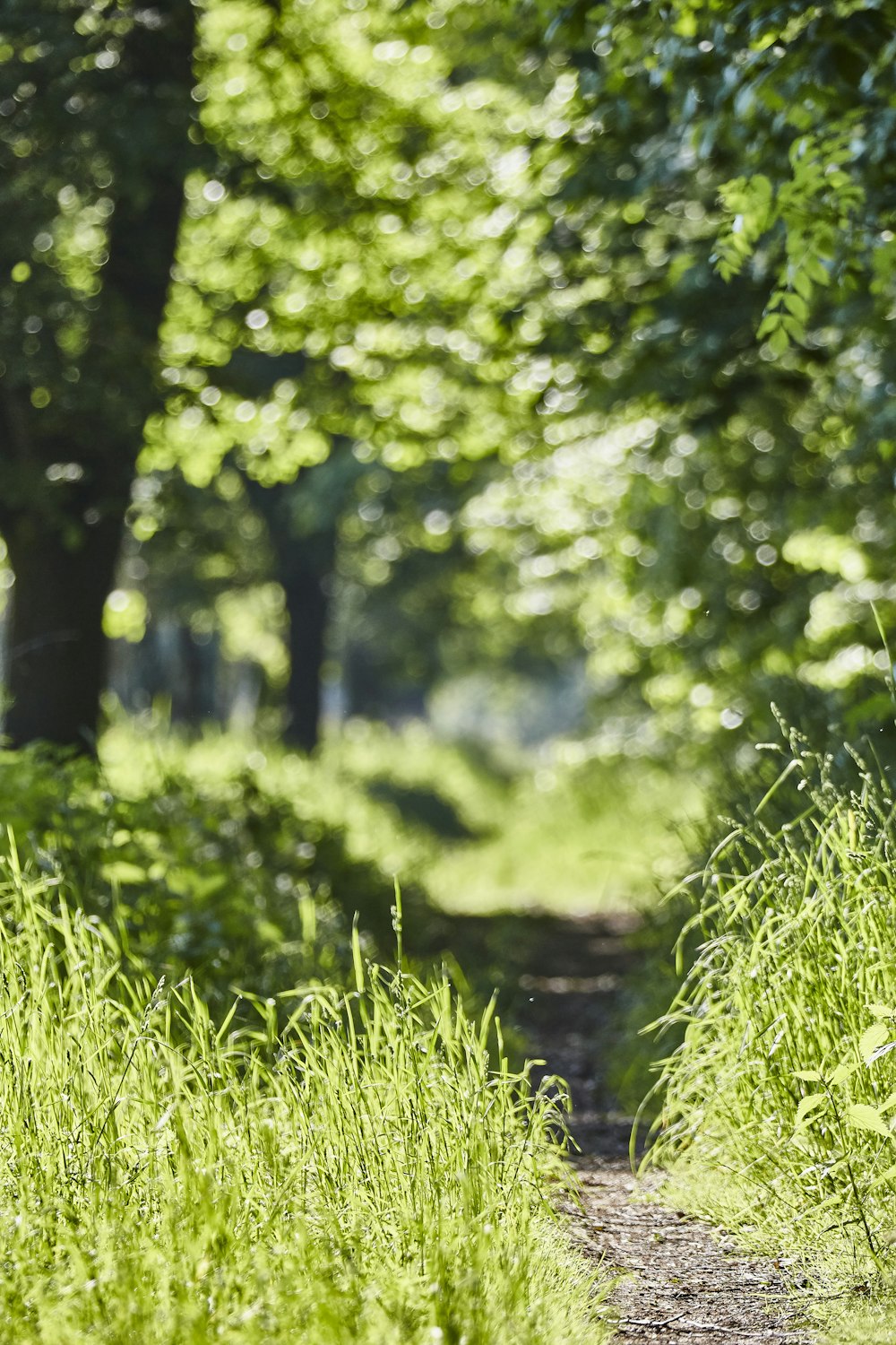 Champ d’herbe verte pendant la journée