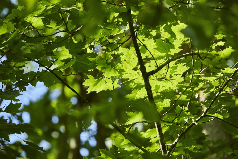 green leaves in tilt shift lens