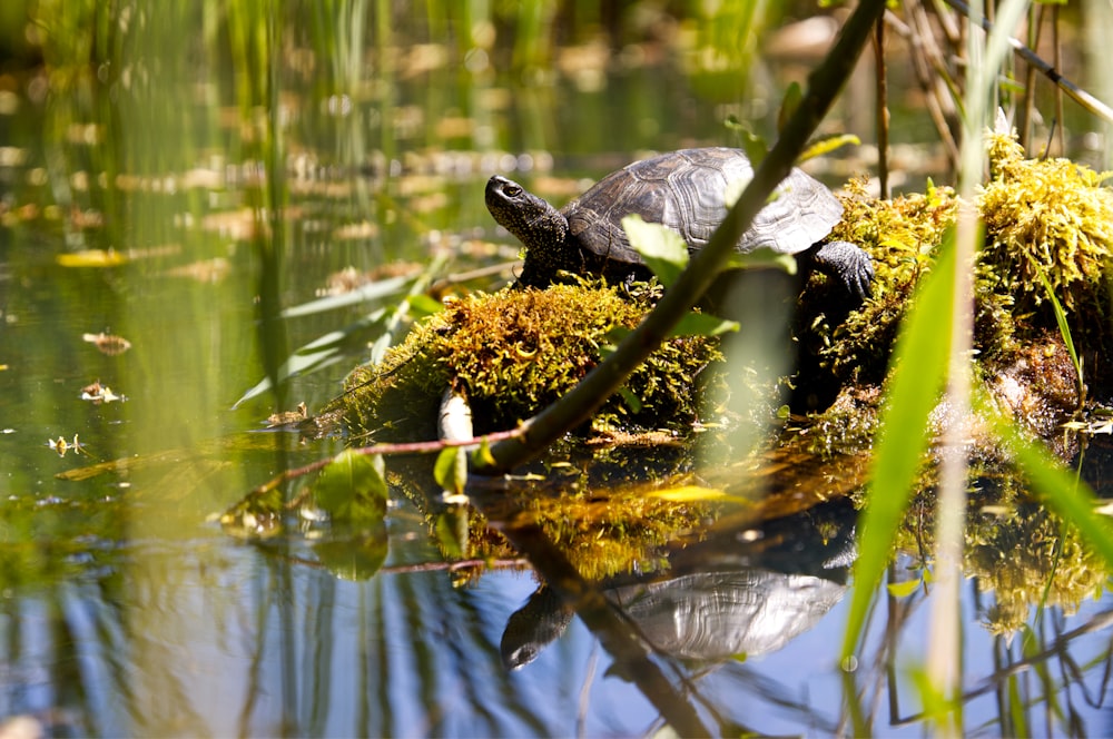 black and brown turtle on water