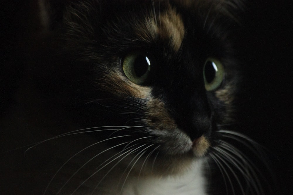 black and white cat with yellow eyes