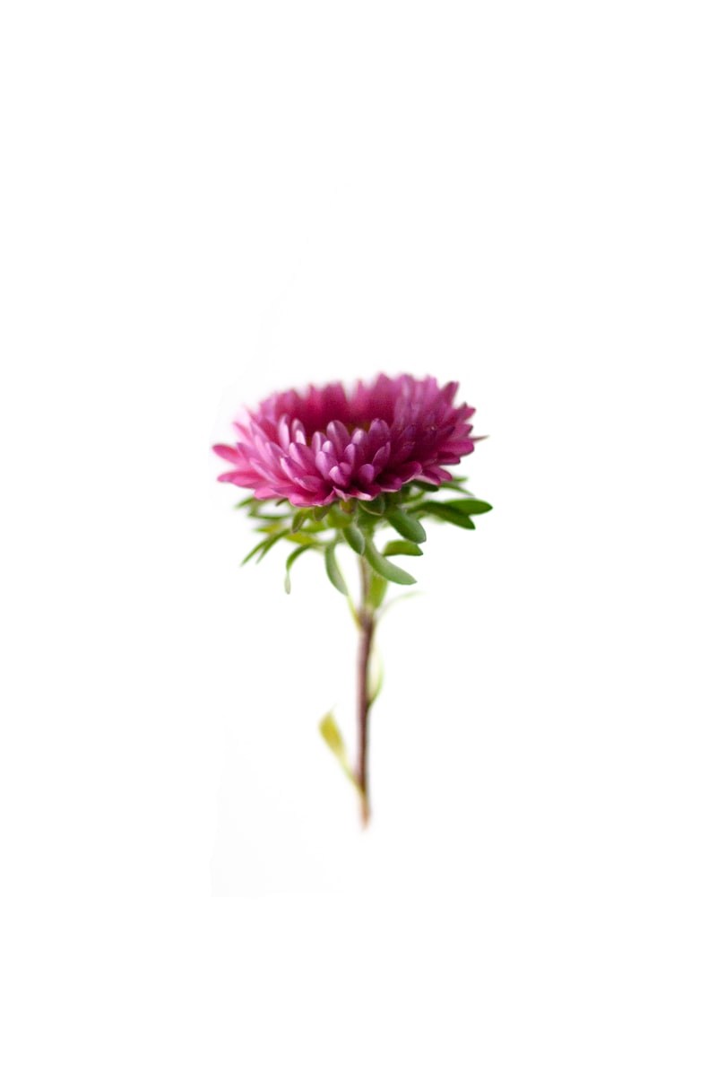 A pink flower on a white background