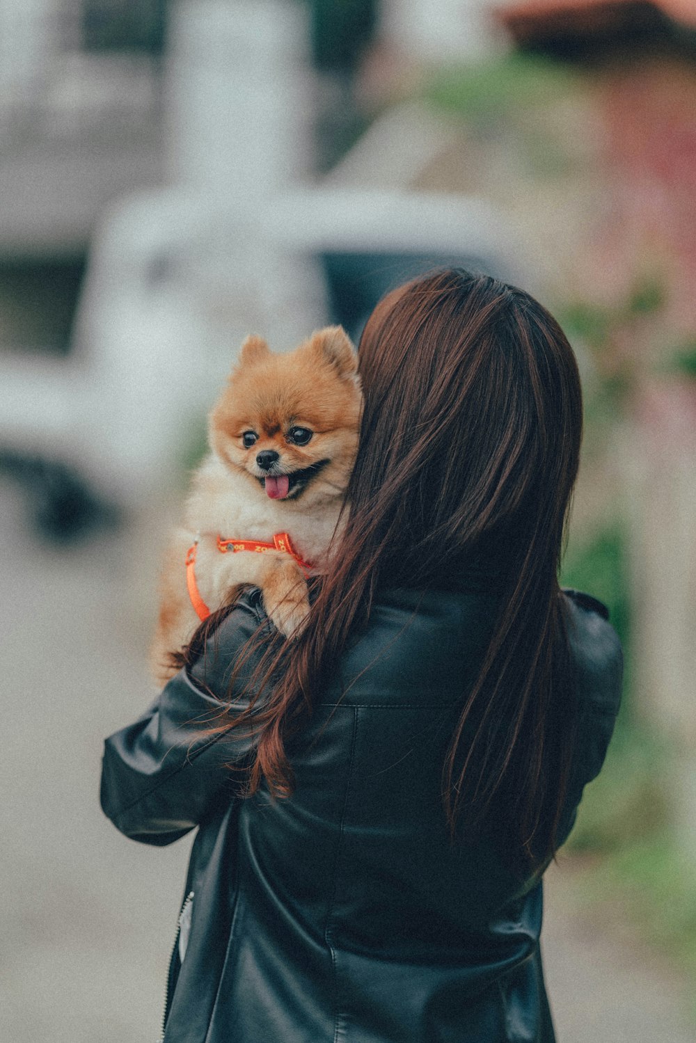 woman in black leather jacket carrying brown pomeranian puppy