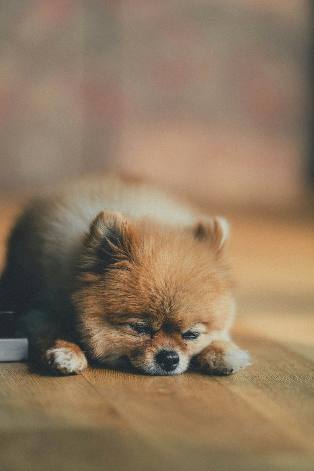 brown pomeranian puppy on brown textile