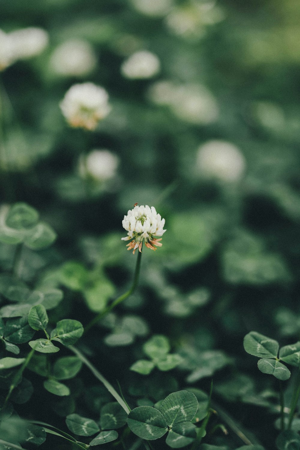 white flower in tilt shift lens