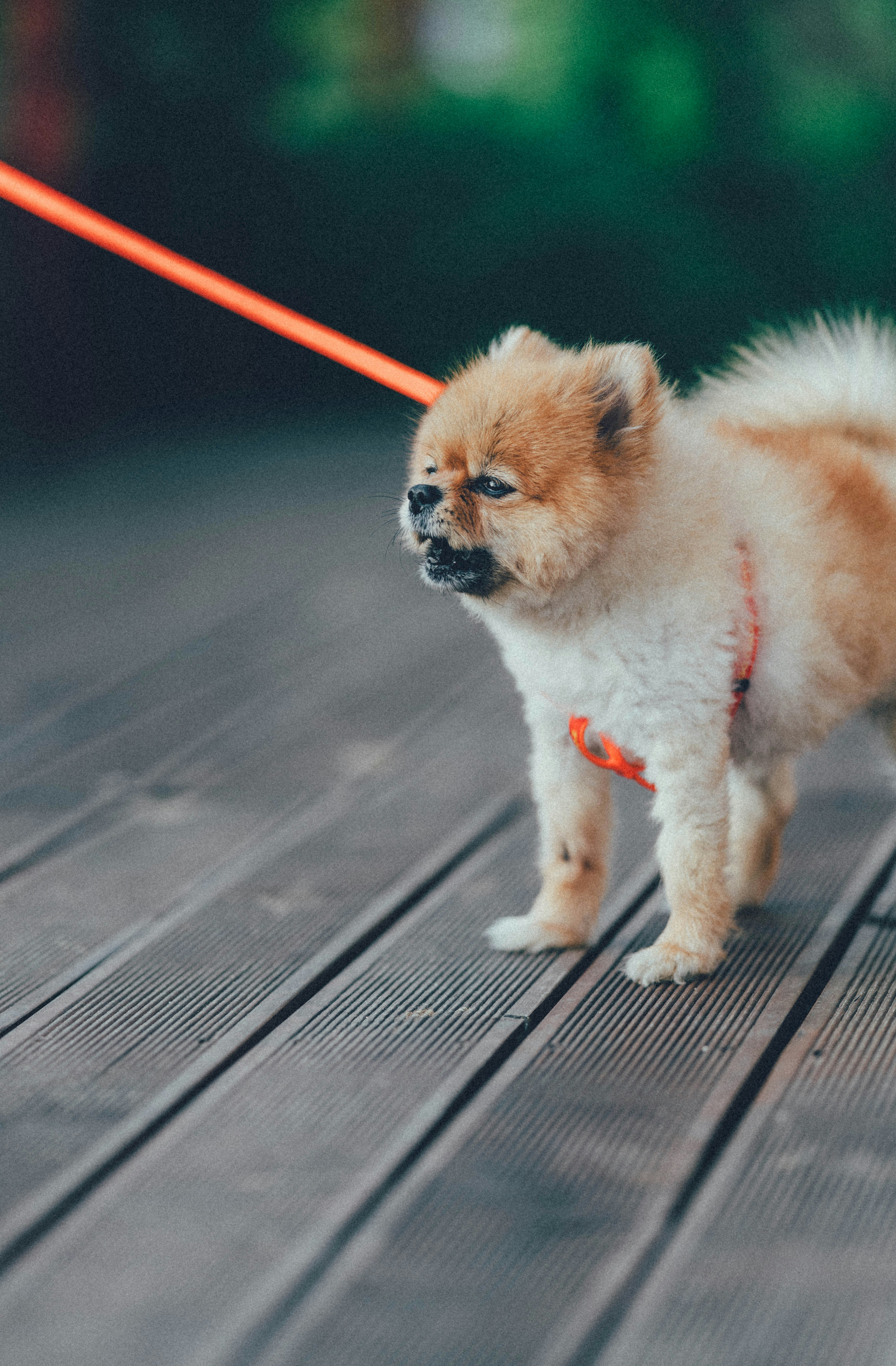 茶色と白のポメラニアンの子犬の写真 Unsplashで見つける犬の無料写真