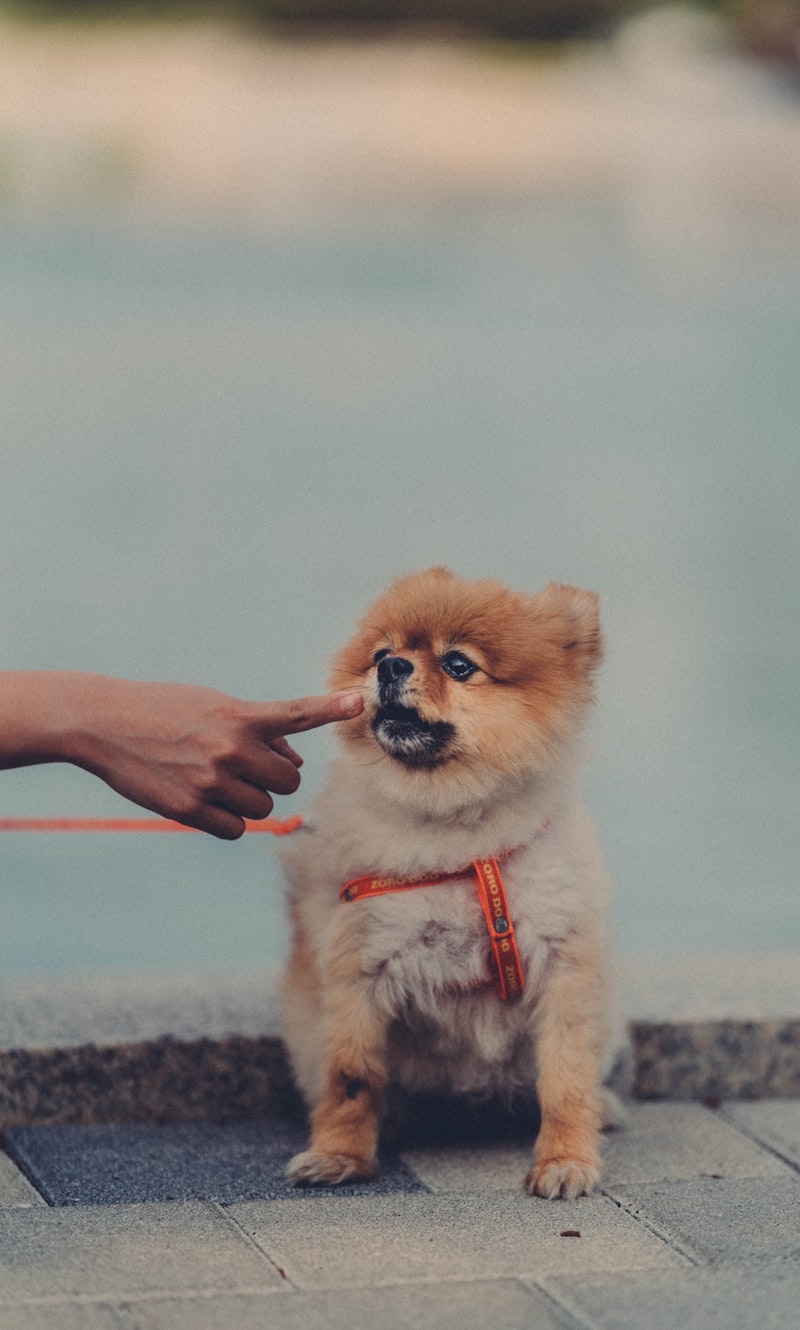 A person gently holding a small puppy in their arms