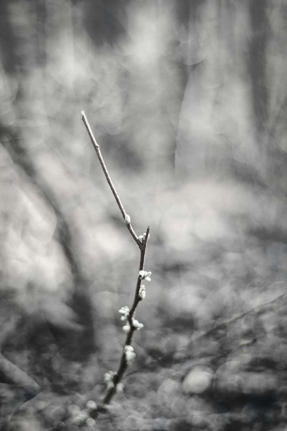 grayscale photo of plant stem