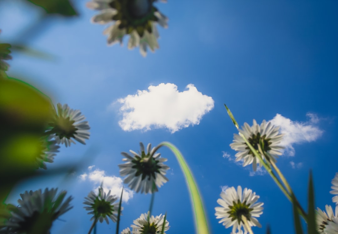 white and green flower under blue sky during daytime
