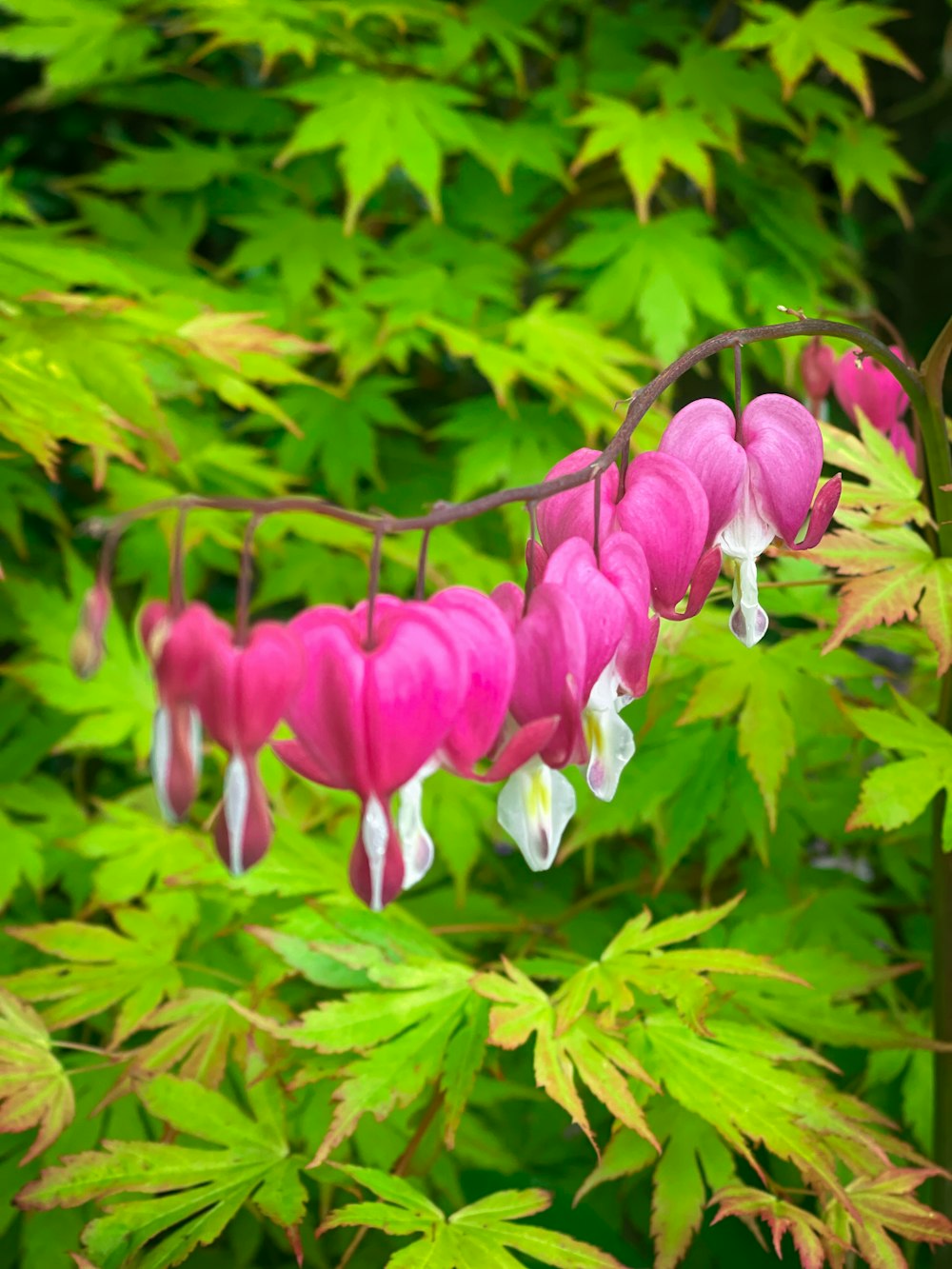 pink and white flowers with green leaves