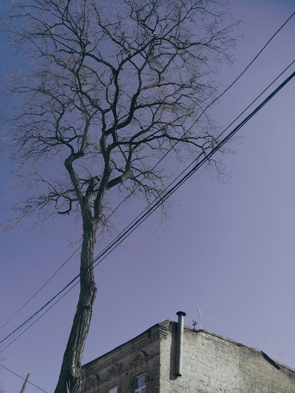 bare tree under blue sky during daytime