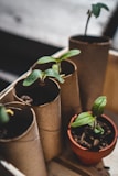 Several small seedlings with green leaves are planted in cardboard tubes and a single terracotta pot. The tubes resemble recycled toilet paper rolls, indicating an eco-friendly approach to gardening. The seedlings are placed in a wooden tray, and the focus is on their fresh green leaves emerging from the soil.