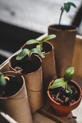 Several small seedlings with green leaves are planted in cardboard tubes and a single terracotta pot. The tubes resemble recycled toilet paper rolls, indicating an eco-friendly approach to gardening. The seedlings are placed in a wooden tray, and the focus is on their fresh green leaves emerging from the soil.