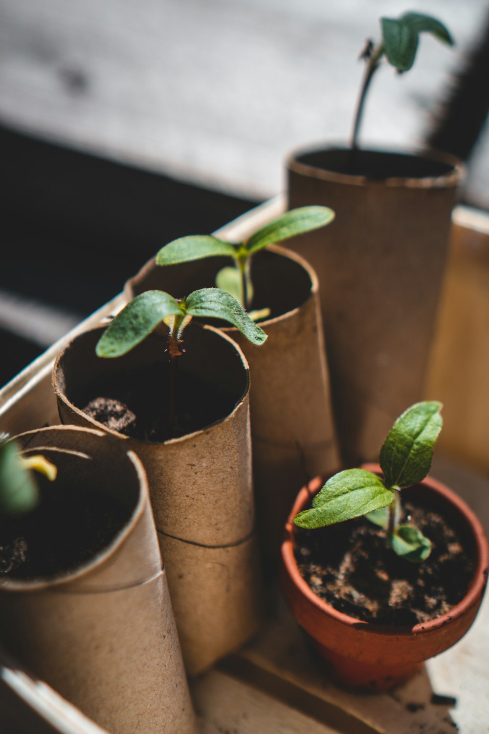 green plant in brown clay pot