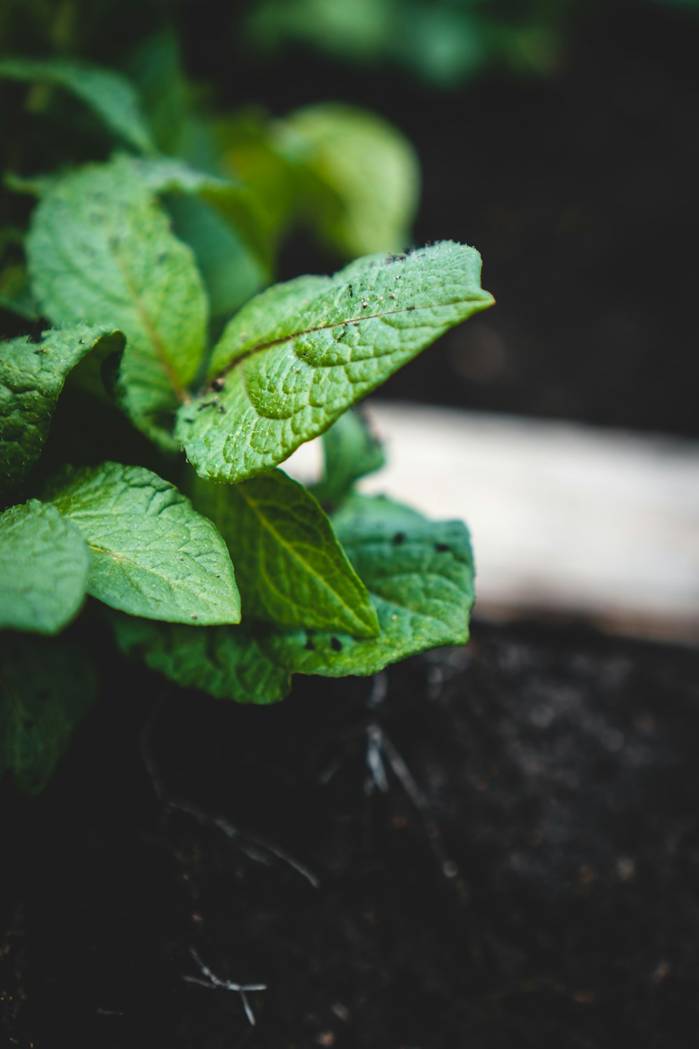 green leaf plant in close up photography